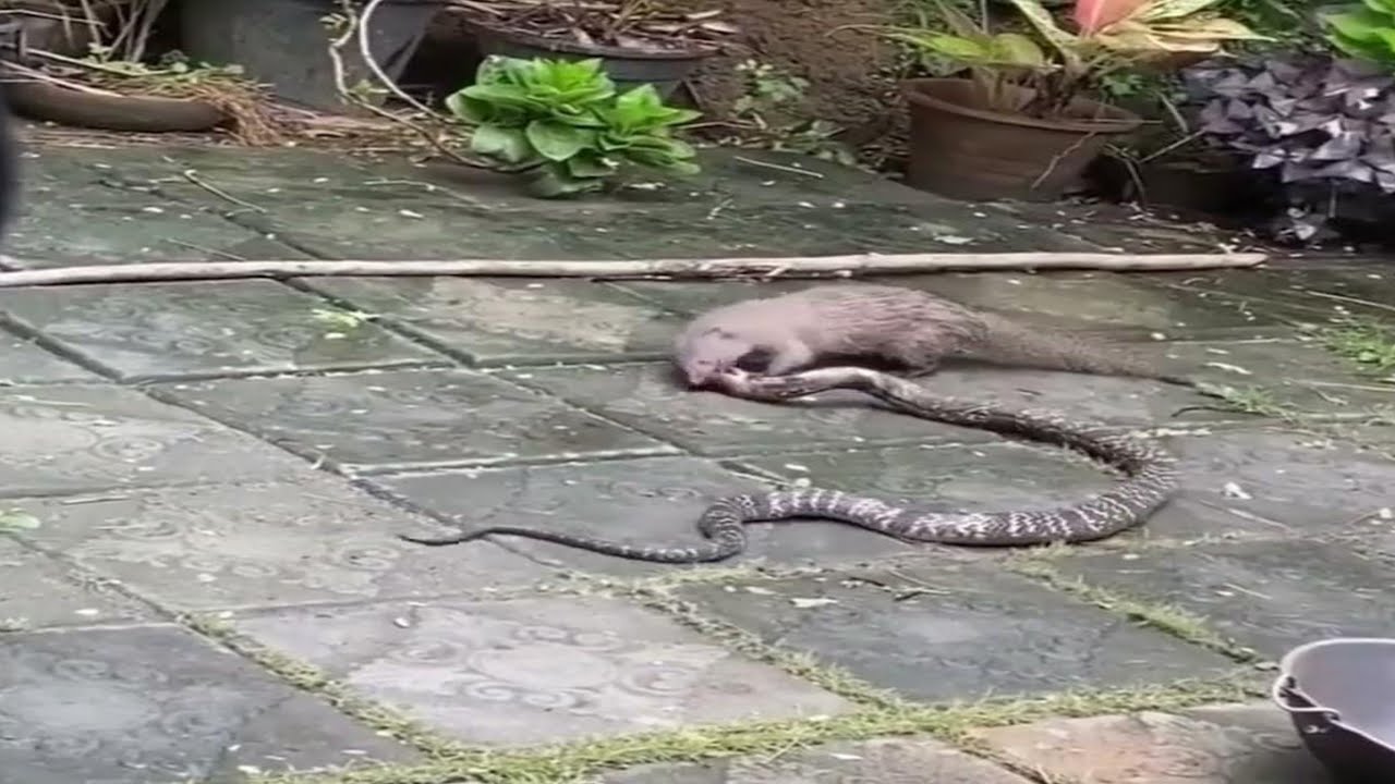 Snake ( Cobra ) vs Mongoose Real Fight || Animal Fight // snake vs mongoose // Real video