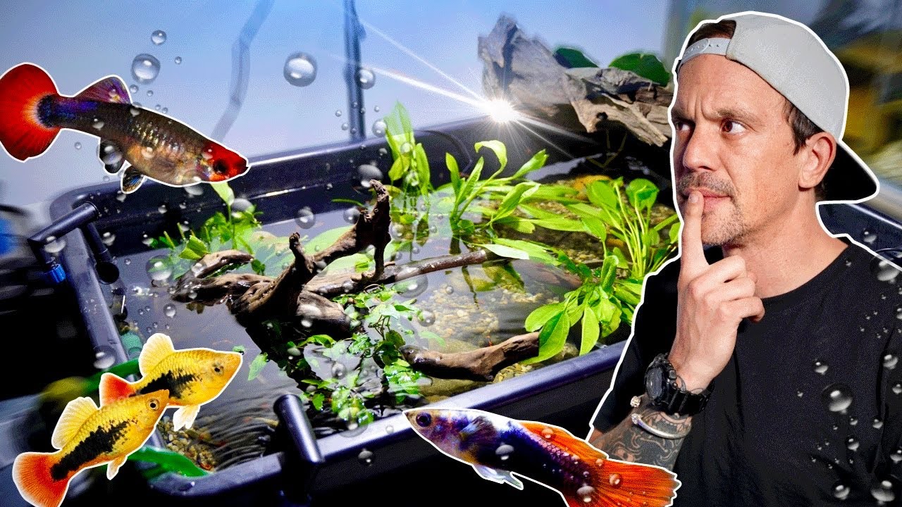 UN VRAI PARADIS POUR TES GUPPYS ! - TOOPET