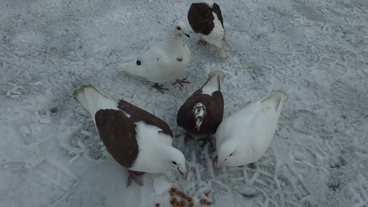 Gołębie na zimowym tle, orzechowy smakołyk podany na dachu, styczniowy spacerek - 12.01.2026