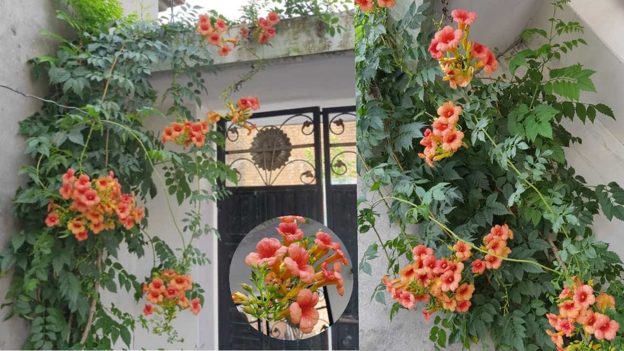 Trumpet Creeper/Ticoma Vine || Care and Growing method || full information