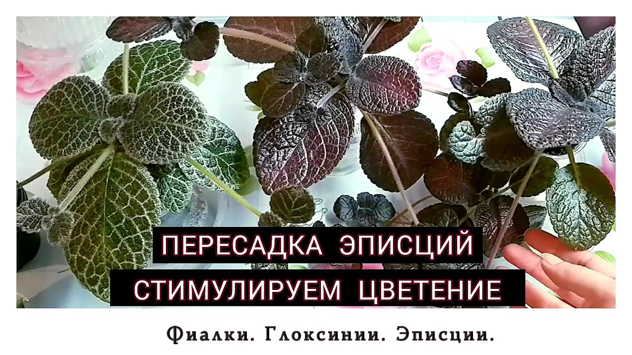 Пересадка эписций. Стимулируем цветение.