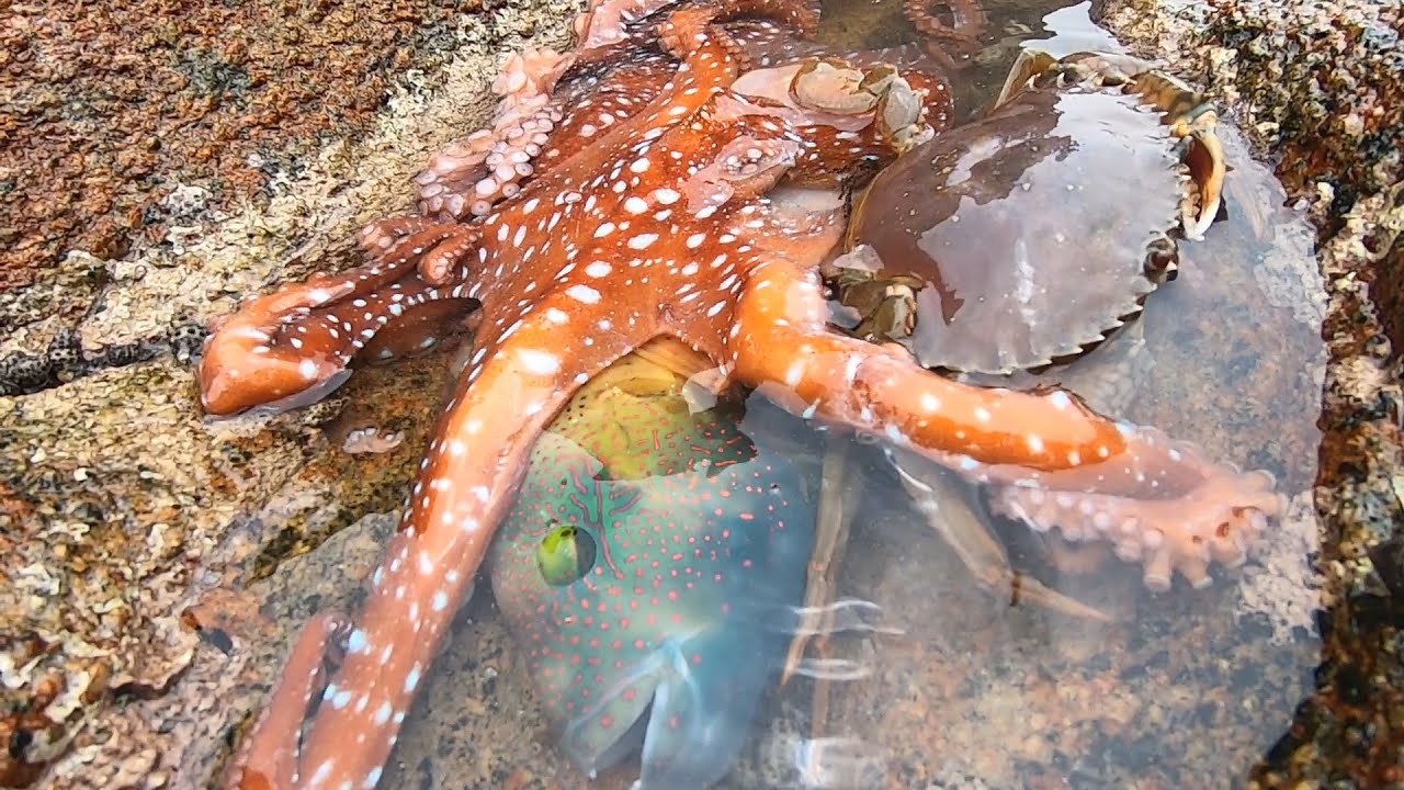 大潮后海边值钱货成群搁浅，不料被赶海的阿明撞个正着，太幸运了