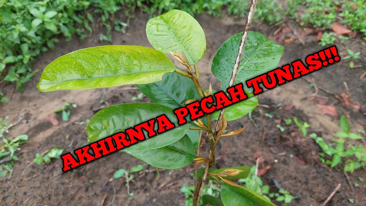 Akhirnya Pohon Durian Cumasi Kita Pecah Tunas!!! Diguyur Hujan Lebat Setiap Hari...