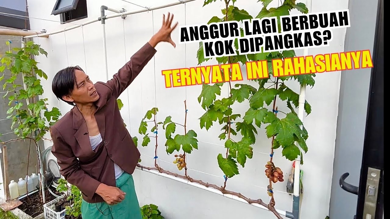 Anggur Lagi Buah, Kok Malah Dipangkas? Ternyata Begini Rahasianya