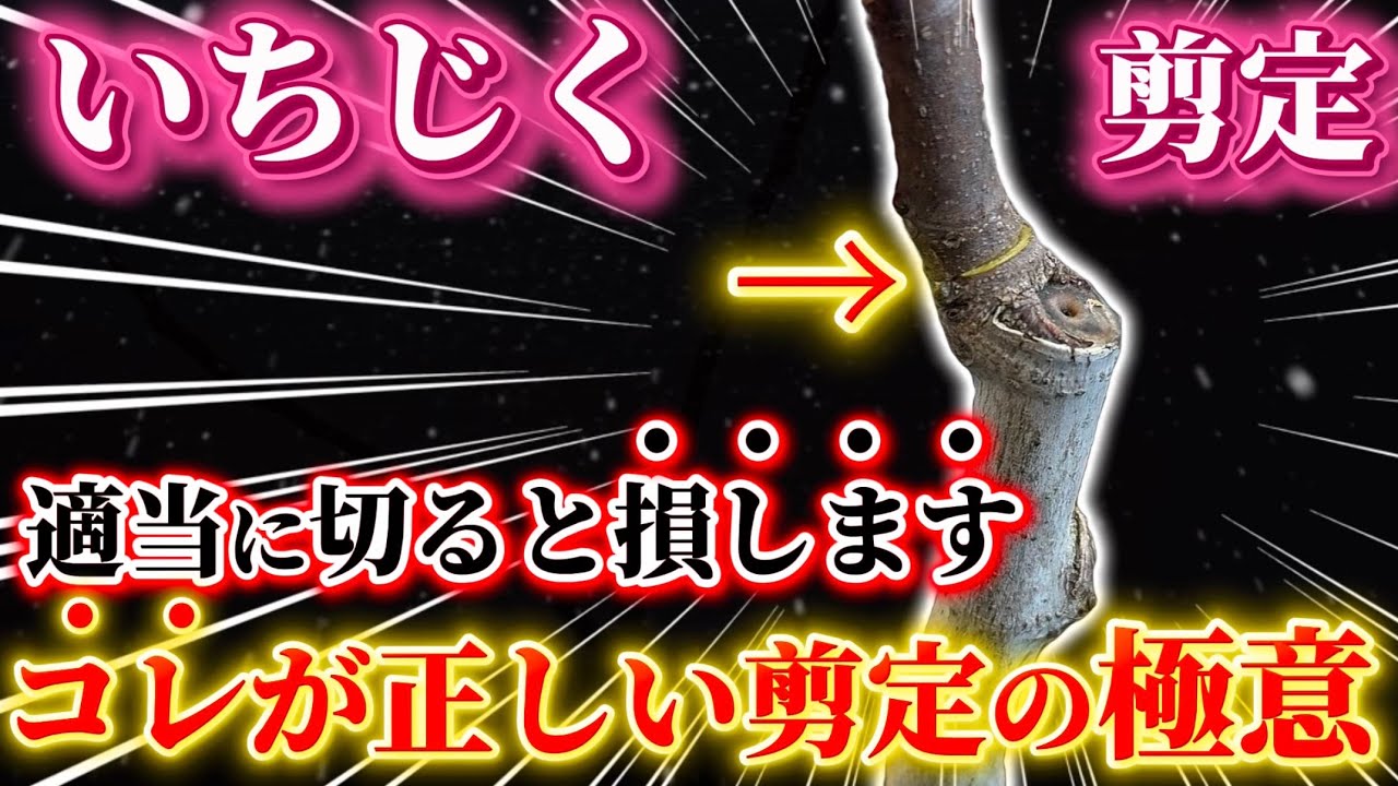 【いちじく】剪定はコレだけやれば失敗しません。正しい剪定のやり方と極意を伝授します