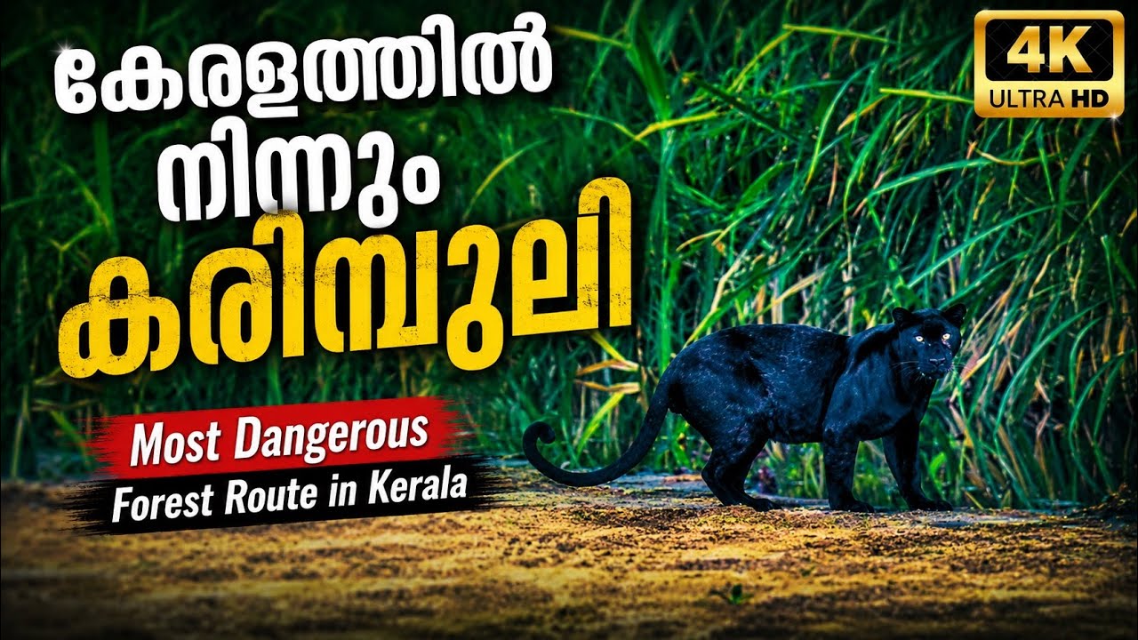 Rare Black Panther (കരിമ്പുലി) Spotted on Kerala’s Most Dangerous Forest Road | Konni – Achankovil