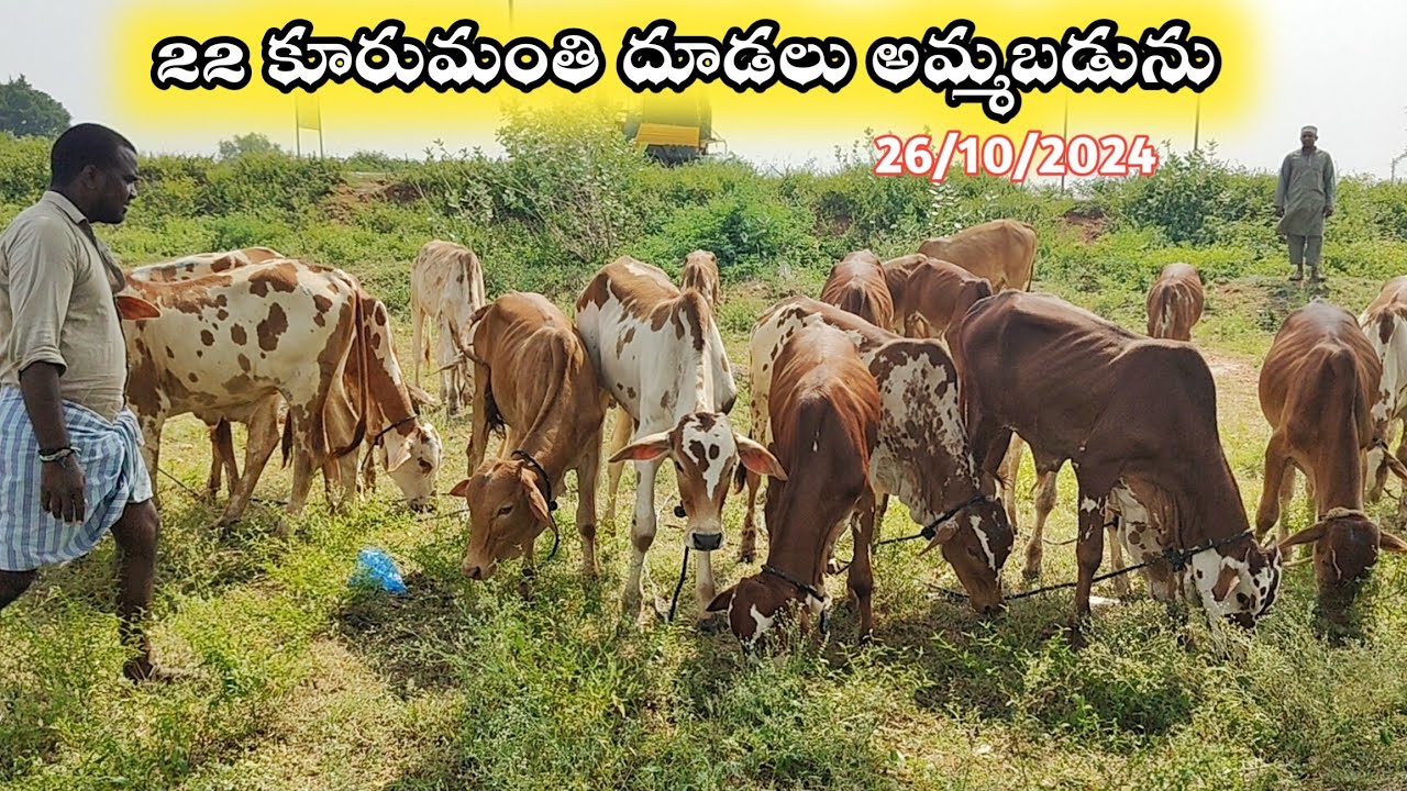 Muguti Milk Teeth Kurumanti bulls //93812 80724 ///9703735742//Very Strong Strength Milk Teeth Oxess