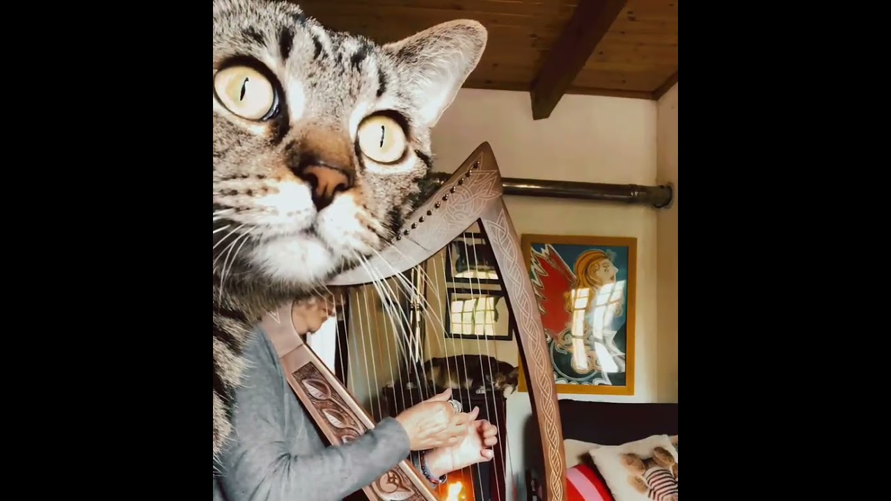 🐈‍⬛ MERONYMA for President(essa)☺️ #gatta #Meronyma🐈‍⬛ #arpaceltica #celticharp 