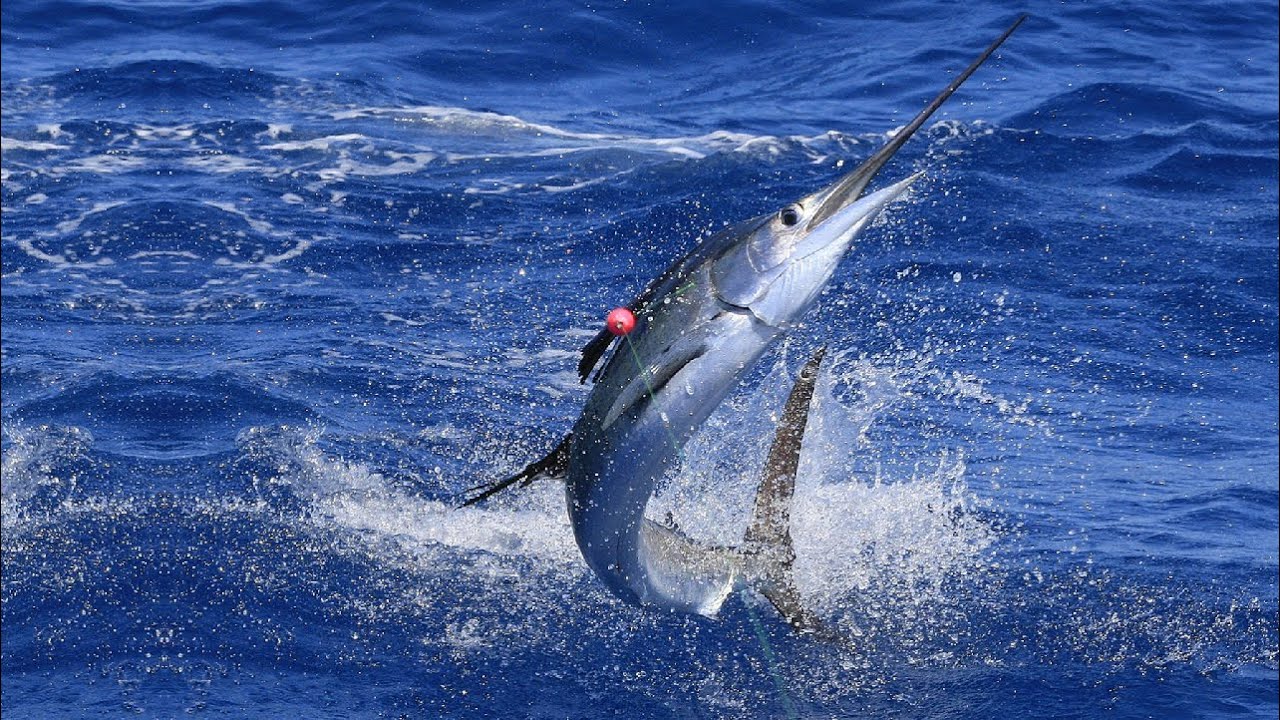 15 Best Fishing Spots in Florida to Catch Tons of Fishes!