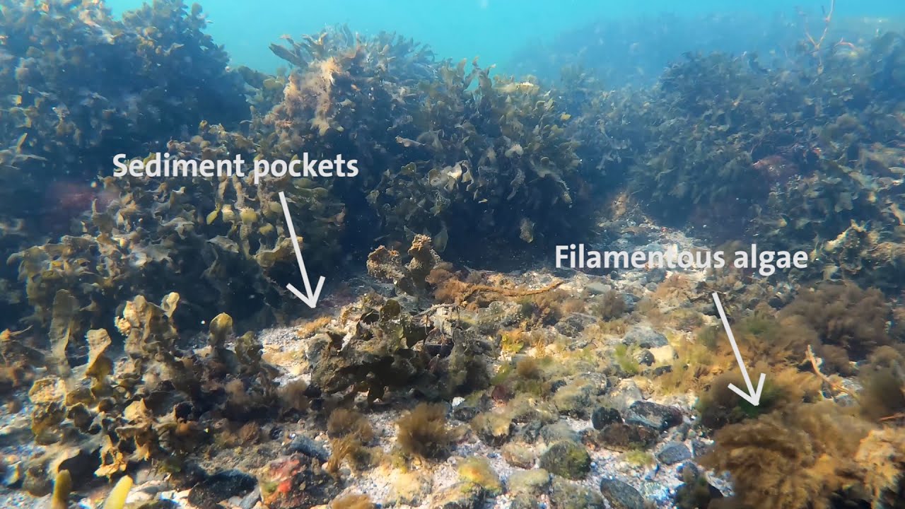 Methane emissions offset carbon uptake in macroalgae habitats in the Baltic Sea