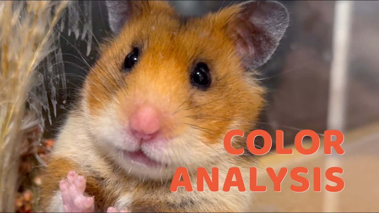 COLOR ANALYSIS | Feb 2025 | Momo the Hamster
