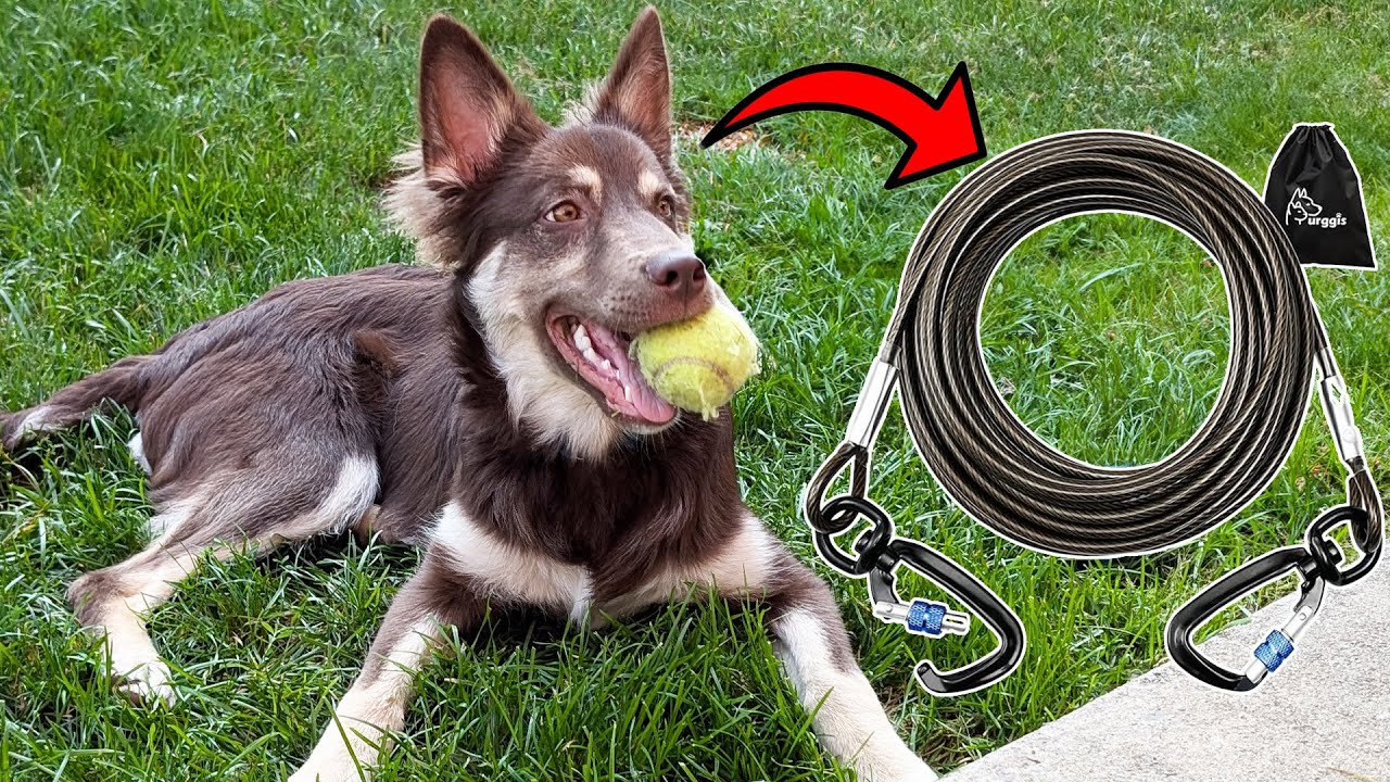 The Clips on This Dog Tie Out are the BEST Kind!