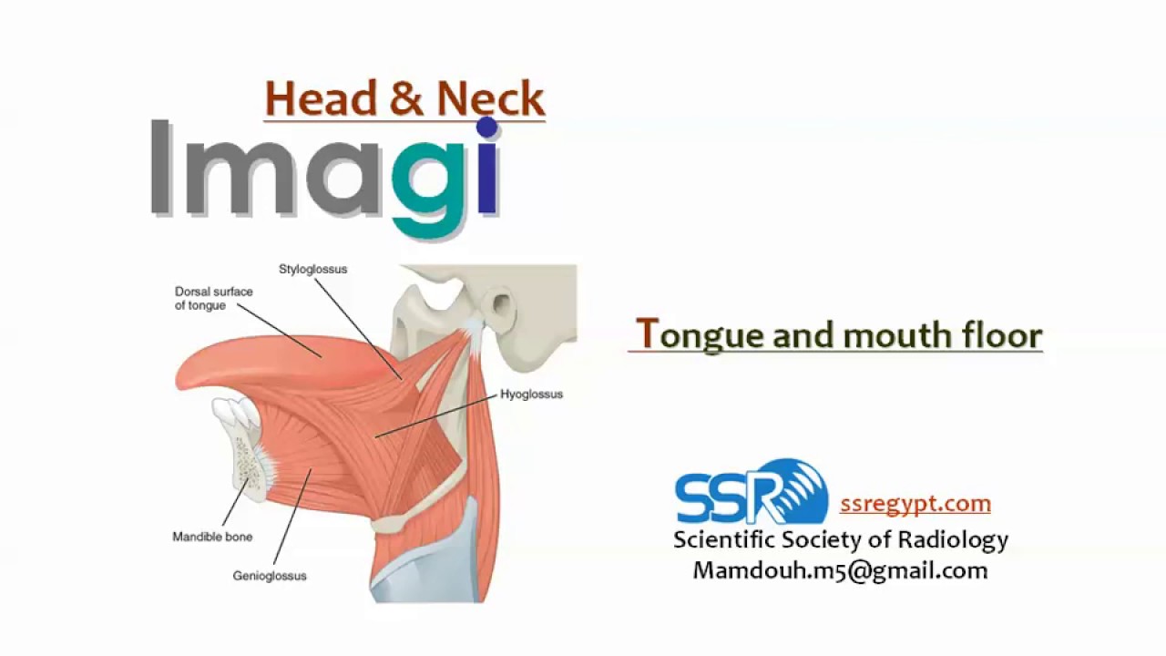 8 Tongue and mouth floor Imaging - prof.Mamdouh Mahfouz (2019 edition)