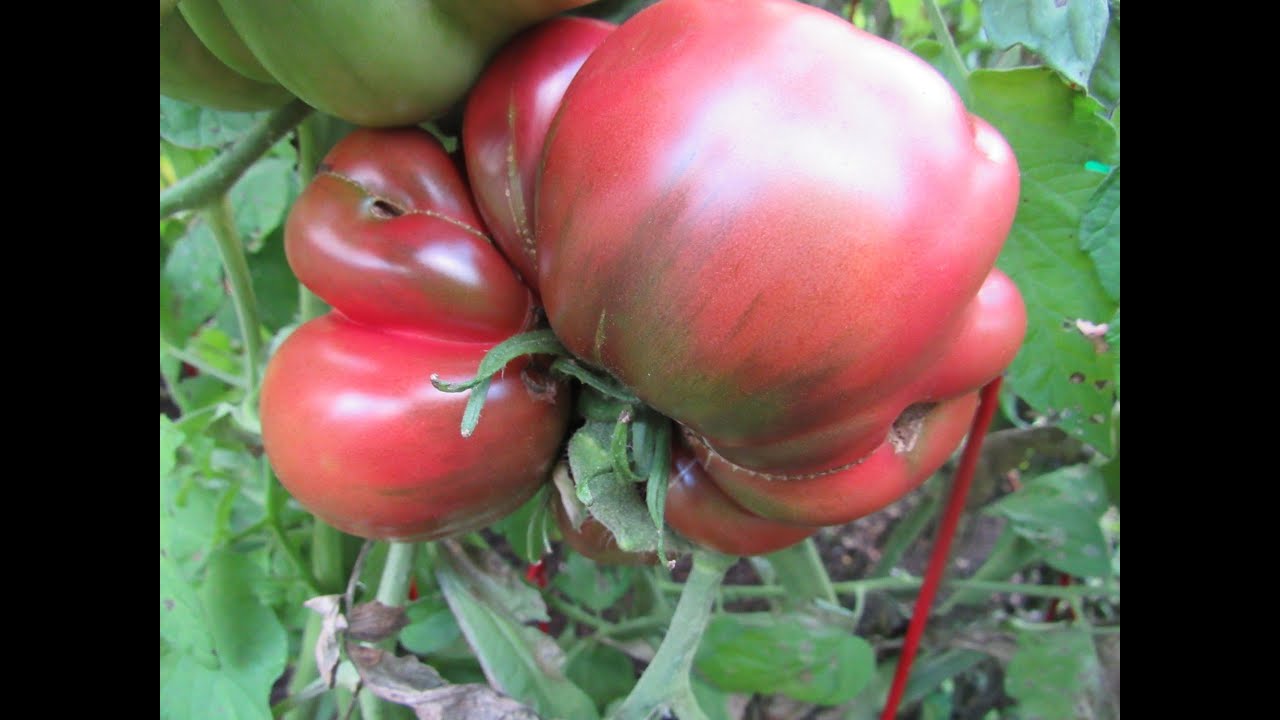 Cherokee Purple Tomatoes