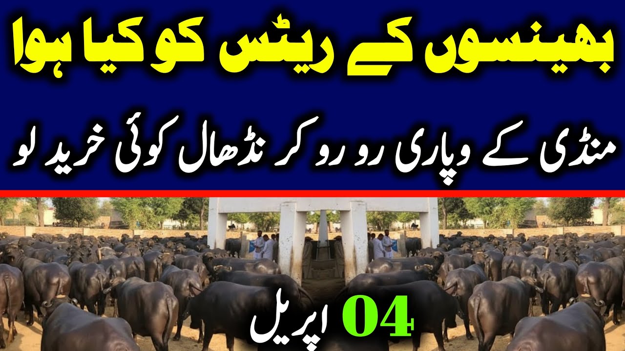 Today Malumor Mandi Jhang Update | Buffalo Fresh Rates Update 2026 | Buffalo Mandi 2026 !