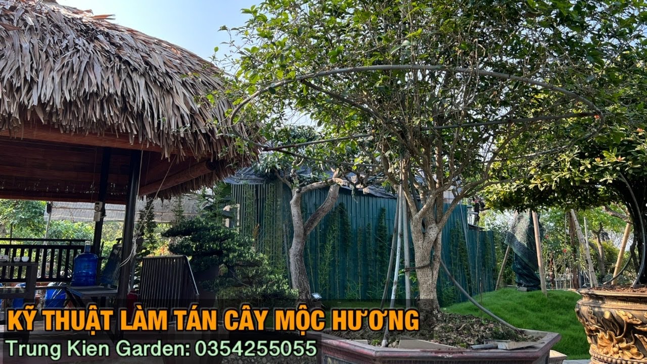 Kỹ thuật làm tán cây mộc hương-Trung kiên garden, zalo: 035.42.55055 & 0961.700.535