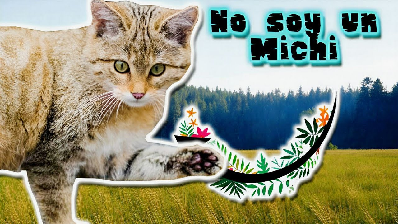 Gato Montés | Documental de Animales