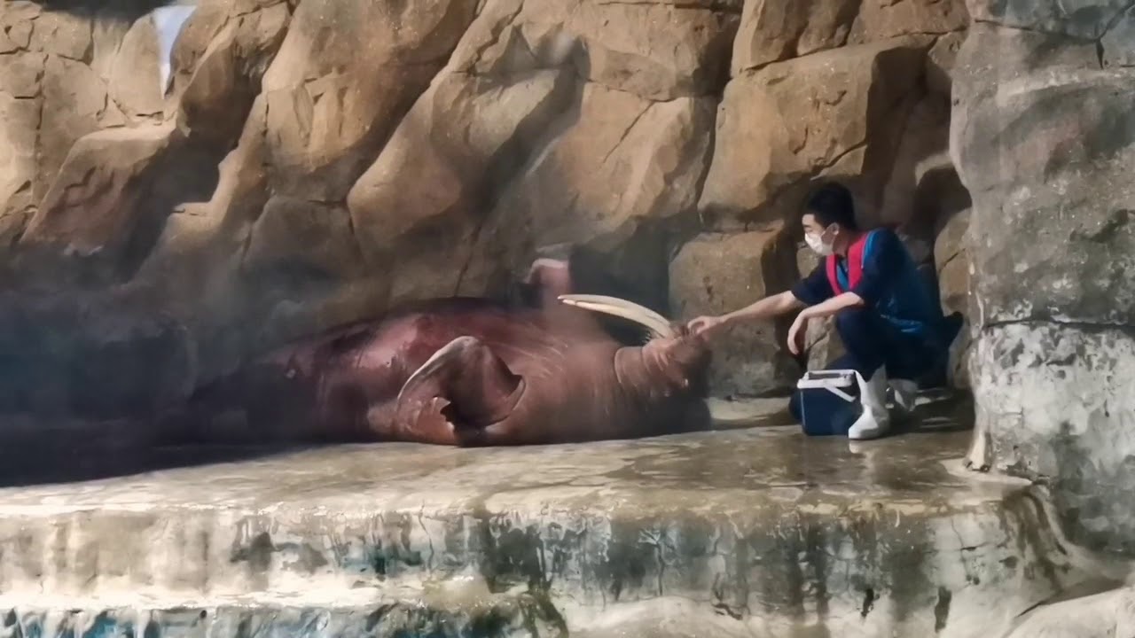 Pacific Walrus (0cean Park Hong Kong) | yaya kunyang
