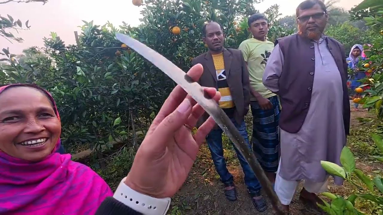 যশোরে কোটি টাকার কমলা বাগান !!