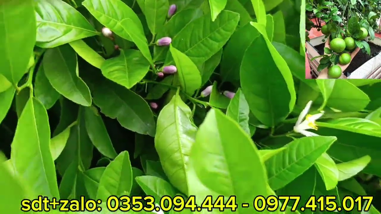 Trồng Chanh Chùm Tứ Quý Cho Quả Quanh Năm Không Bị Thương Lái Ép Giá
