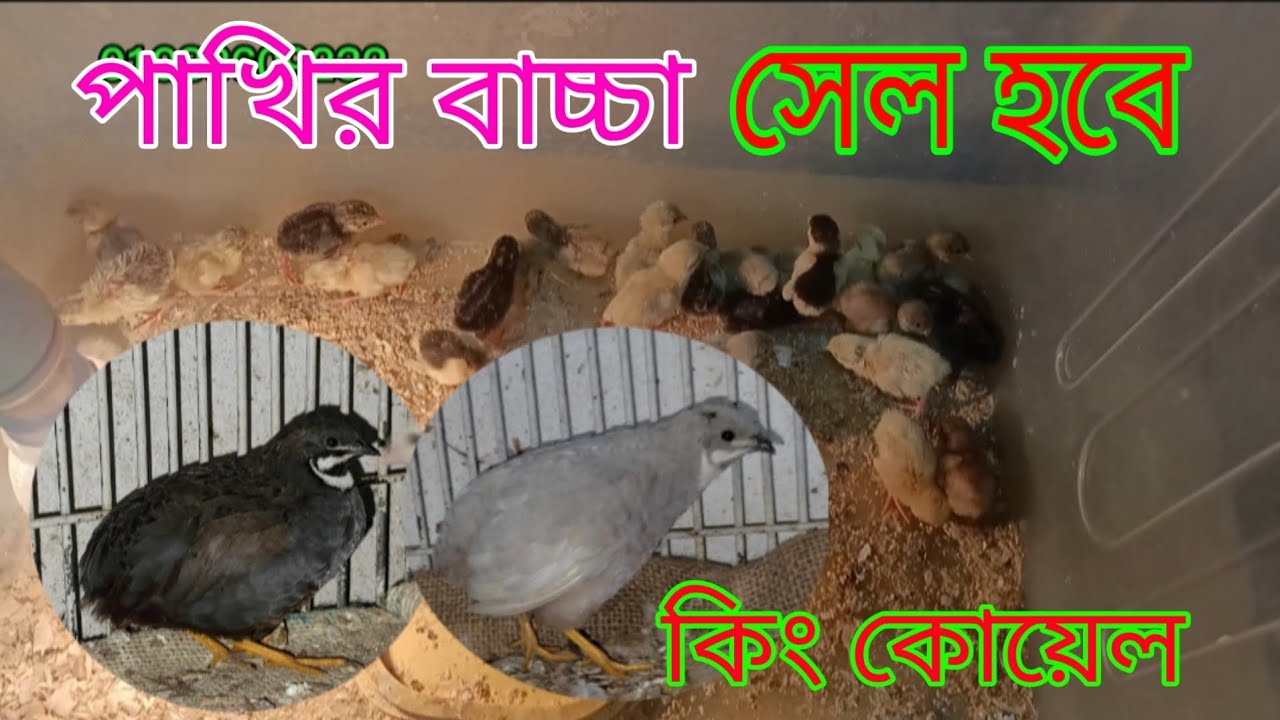 কিং কোয়েল 🦜পাখির বাচ্চা🦜 King coil Pakhir🦜 baby🦜 #animallover #পাখি #কিং #কোয়েল_পাখি #viralvideo