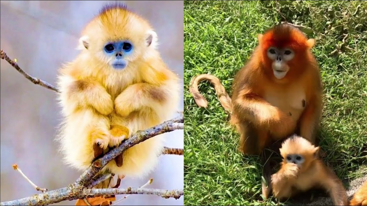 金丝猴 Golden monkey！cute baby animals videos compilation cutest moment of the animals soo 超级可爱的小动物们