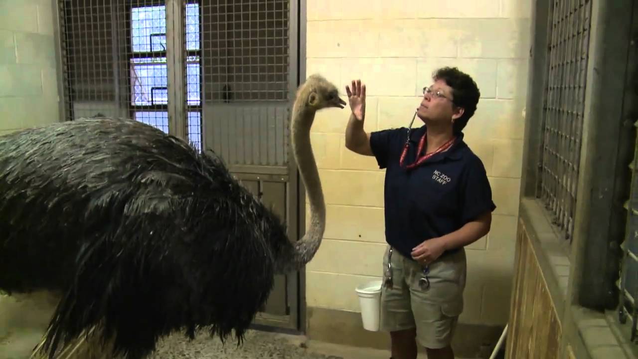 Ostrich Training_H264_Widescreen_1280x720.mov