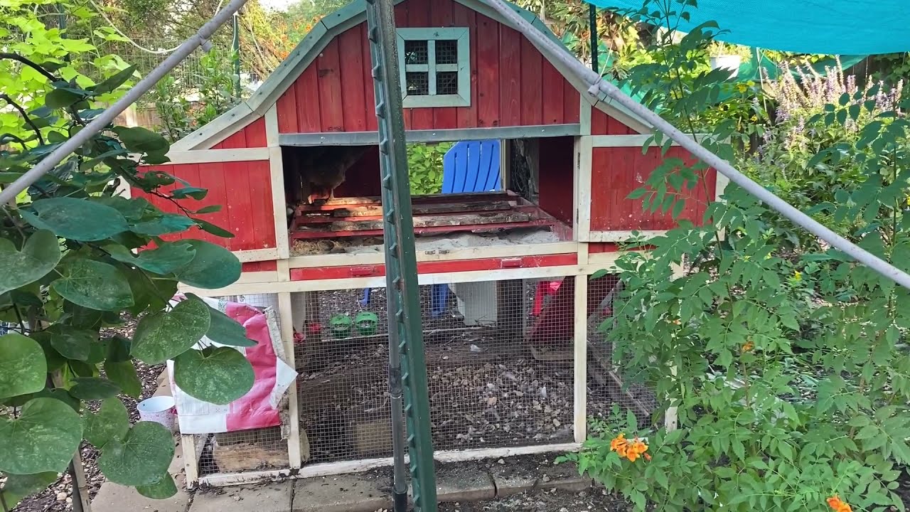 How to Keep Your Chicken Coop (and Run) from Smelling Bad!