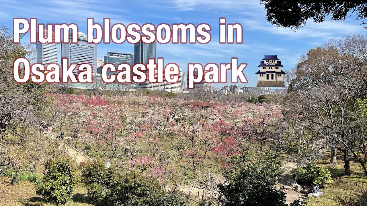 Plum grove in Osaka castle park 🌸#Japan #Plumblossoms