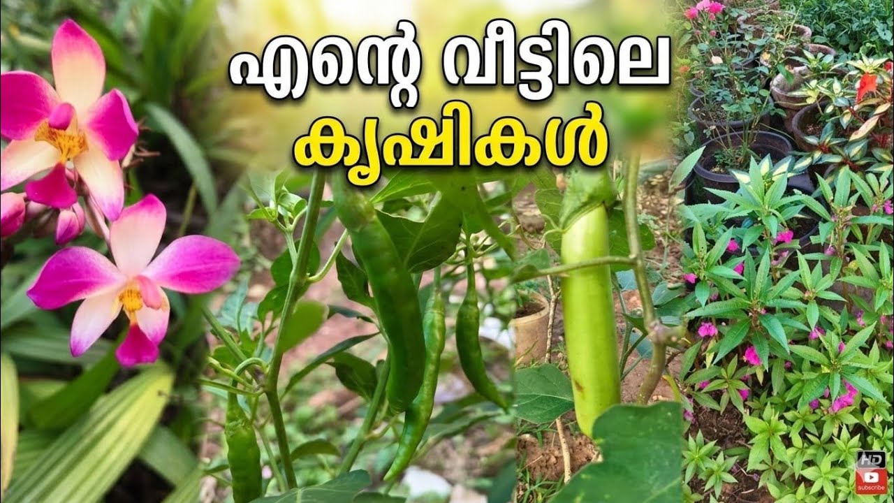 എന്റെ വീട്ടിലെ കൃഷിയും ചെടികളും | shefi vlog