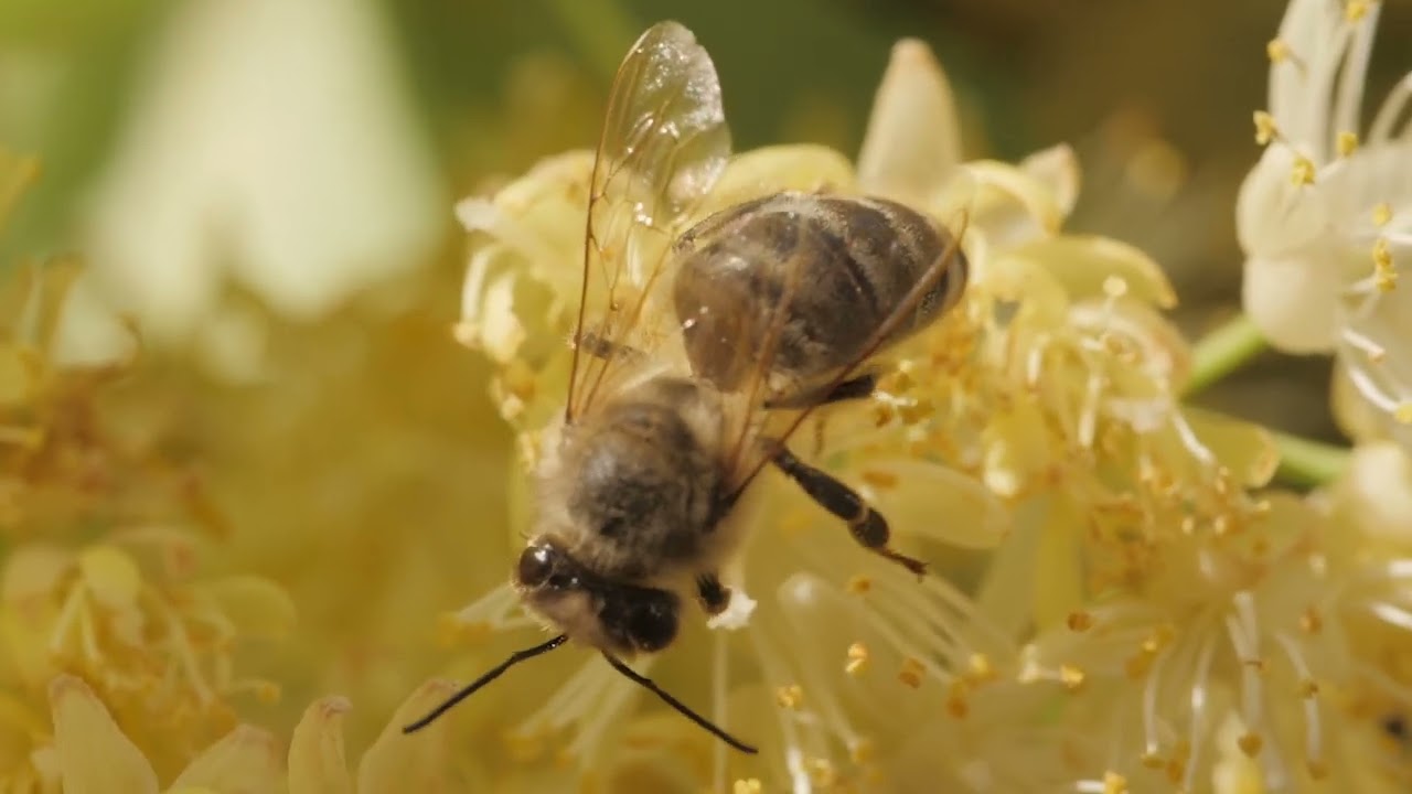 HOW TO BE A BEE KEEPER IN AFRICA (BOTSWANA)