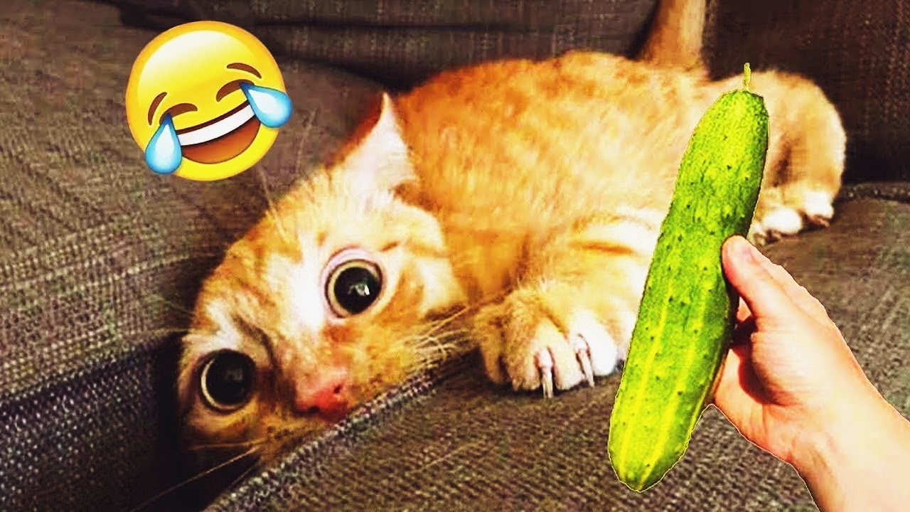 𝐘𝐨𝐮 𝐋𝐚𝐮𝐠𝐡 𝐘𝐨𝐮 𝐋𝐨𝐬𝐞 🤪🙀😊𝐅𝐮𝐧𝐧𝐢𝐞𝐬𝐭 𝐃𝐨𝐠𝐬 𝐚𝐧𝐝 𝐂𝐚𝐭𝐬 𝟐𝟎𝟐𝟓🥰