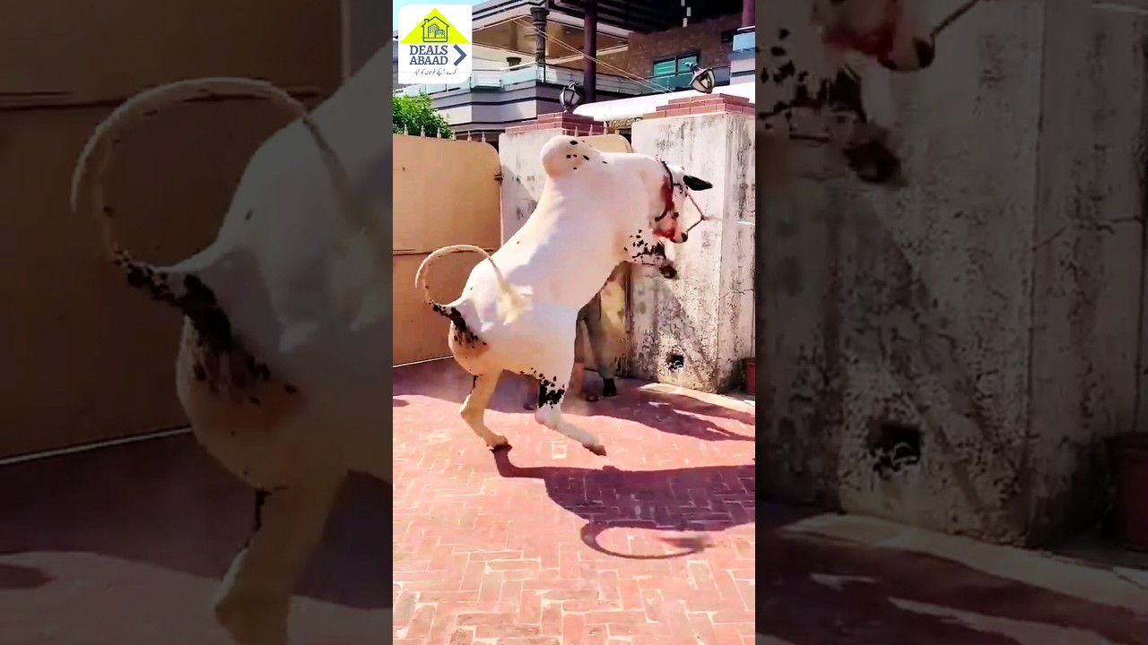 Dangerous cow Bakra Eid qurbani #shorts #cow #bakraeid2024