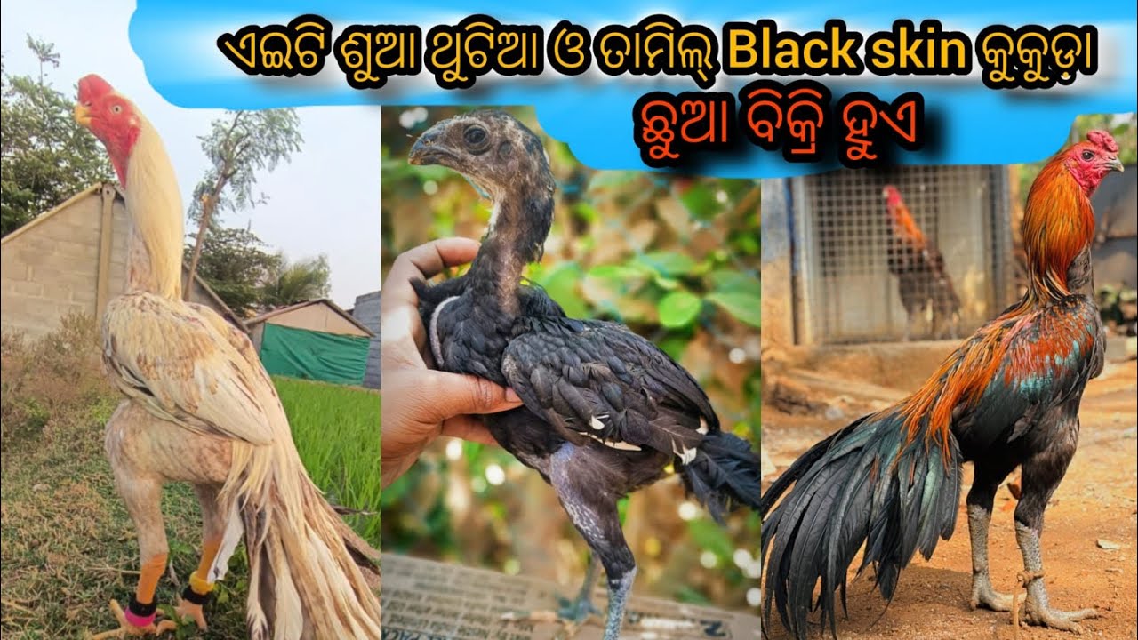 ଏହି ଫାର୍ମ ରେ ସବୁ ପ୍ରକାର କୁକୁଡ଼ା ଛୁଆ ବିକ୍ରି ଅଛି #viral #birds #aseelmurga 