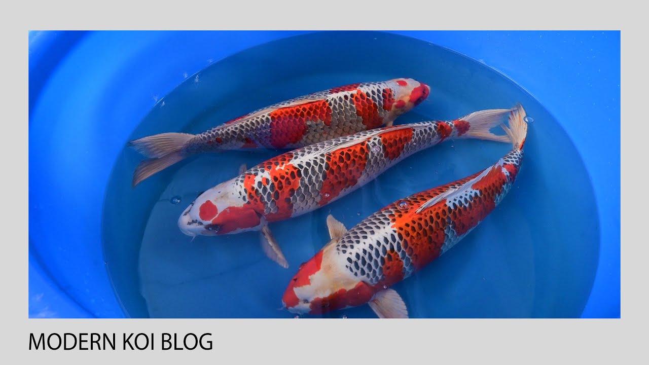 Modern Koi Blog #5234 - Sansai und Yonsai Karashi Kujaku im Vergleich