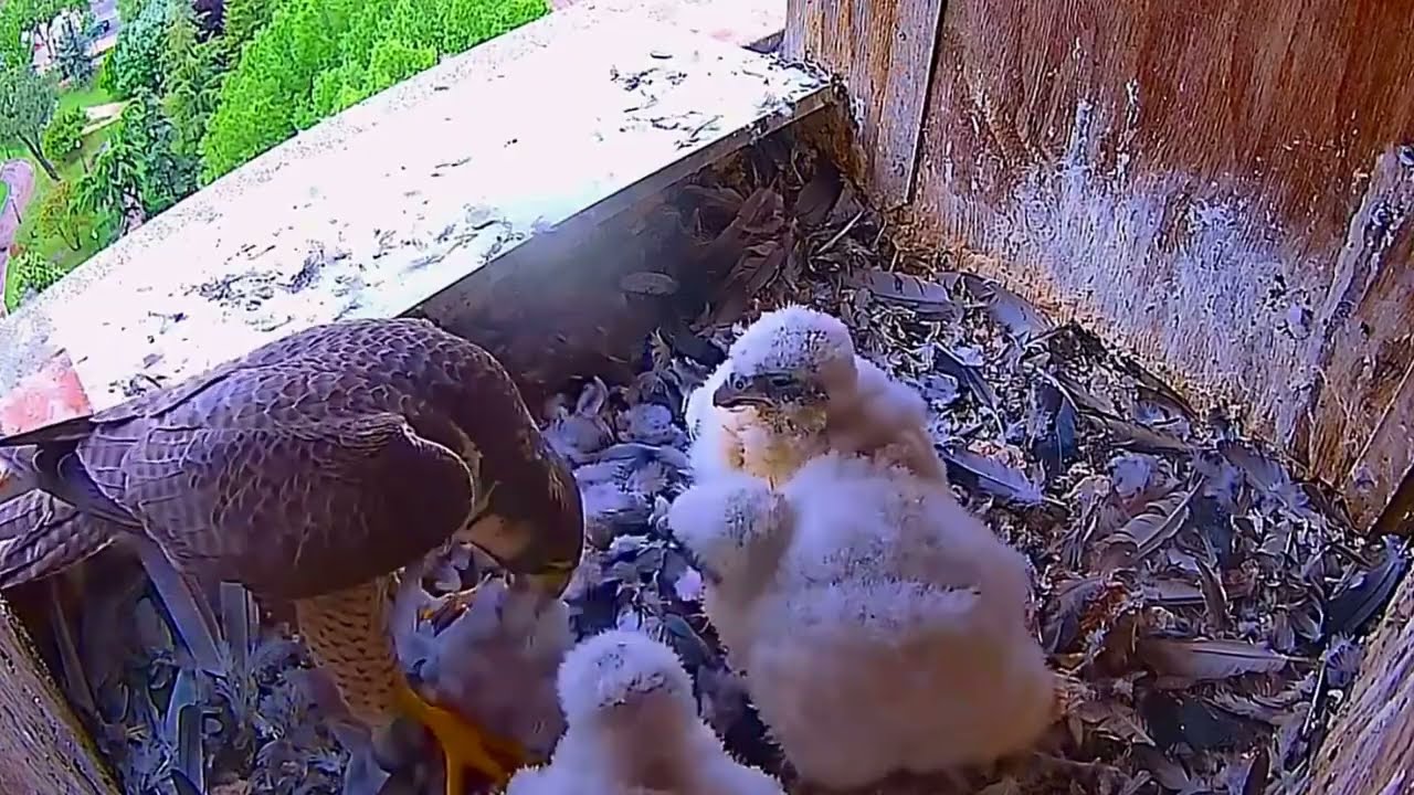 #falcon Cam3#60 Review baby birds in the nest - Dad and mother brings food to feed their chicks