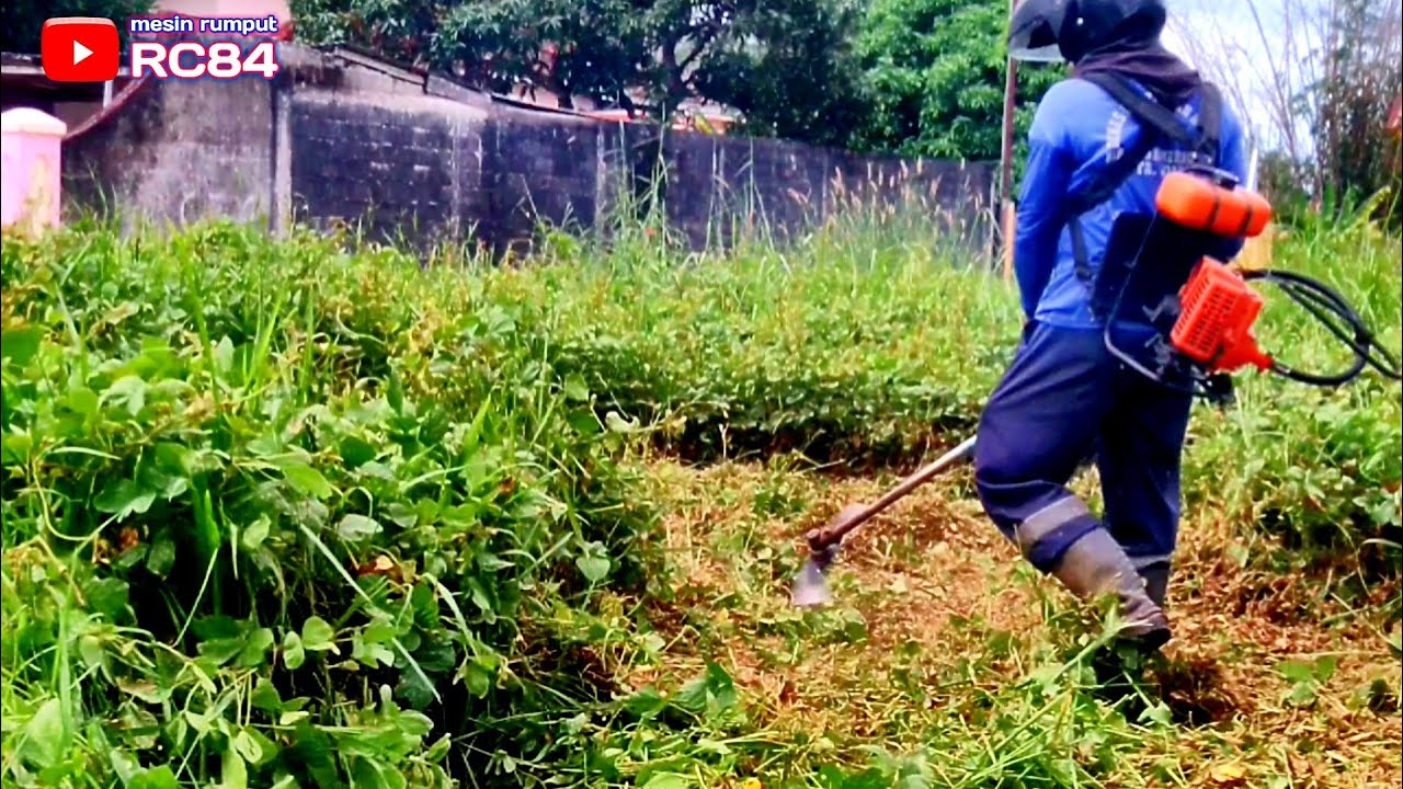 OMG  Semak Banget Rumput di Lahan Kosong ini
