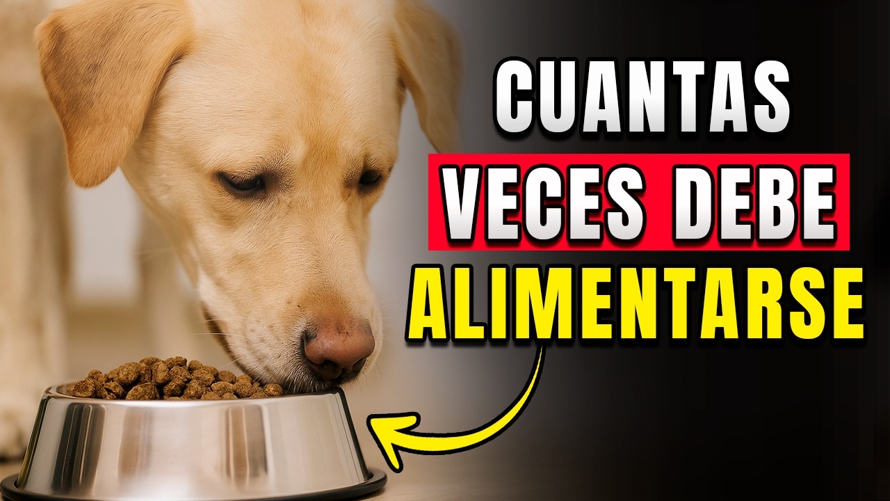 10 errores que COMETES al alimentar a tu perro