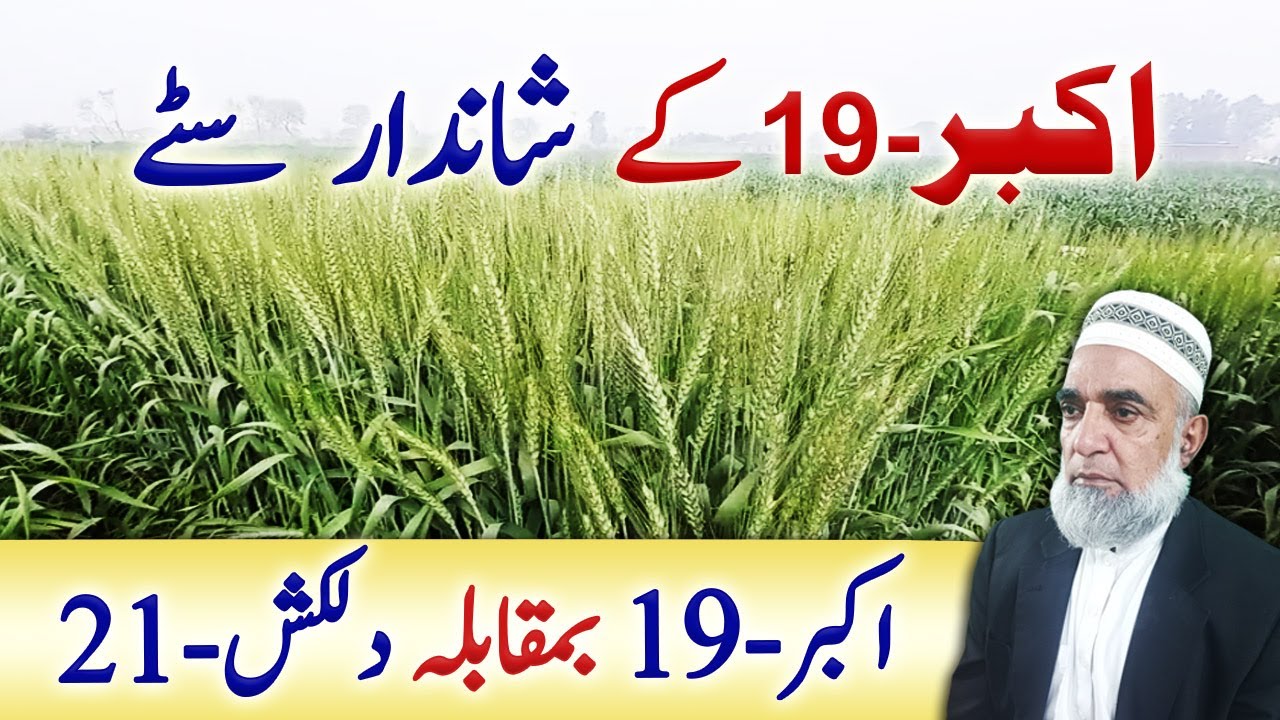 Akbar-19 Vs Dikash-21 wheat varieties || Crop Reformer