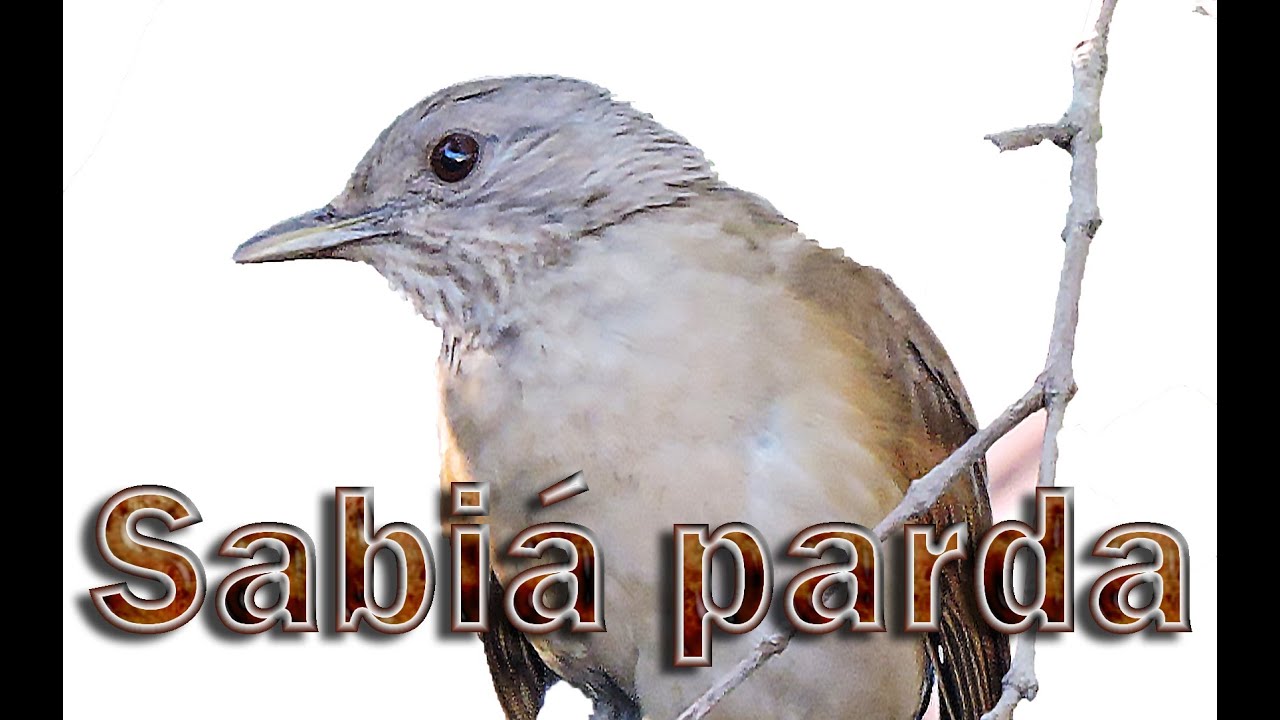 Sabiá parda cantando ao vivo na natureza gravada em HQ para ensinamento de filhotes