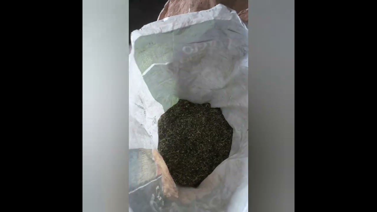 Feno de Gliricídia (otimizando espaço)