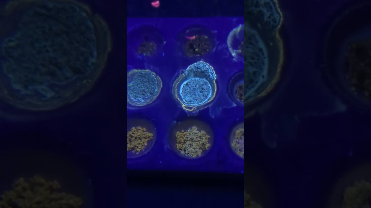 Wellsite Geology & Mud Logging - Drilling Sample Show Fluorescence - Wet Cut vs Dry Cut