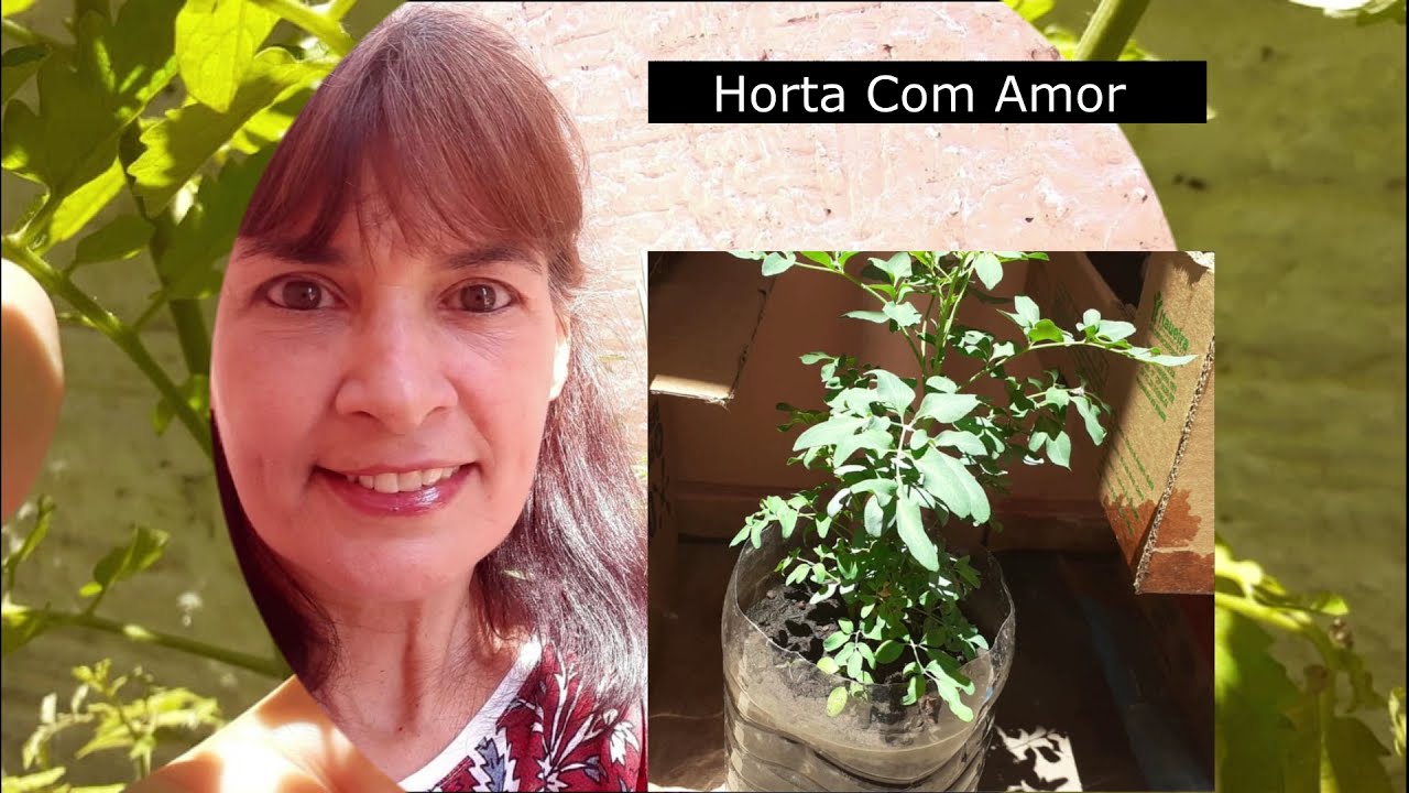 ARRUDA NA HORTA ORG&Acirc;NICA: Poderoso REPELENTE Natural