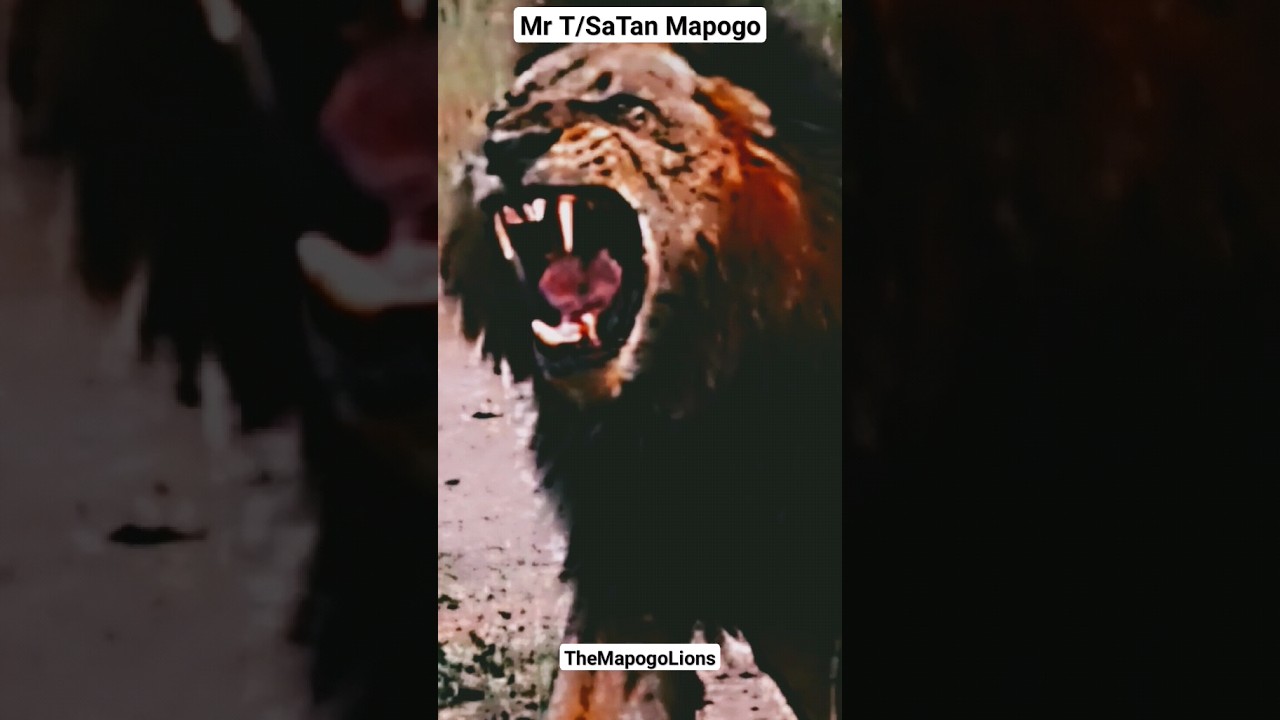 Mr T Mapogo - King Of Sabi Sands #mapogo #lions #wildanimals #wildanimals #wildlife #animal #lion