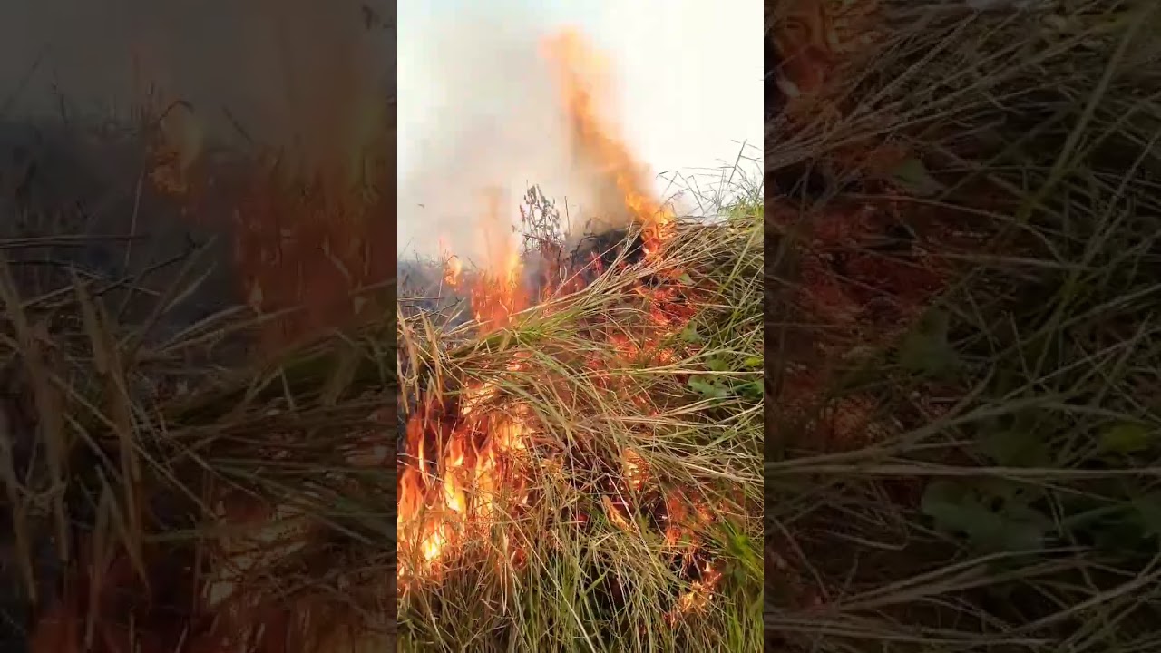 tamil fire super kings pakeja 