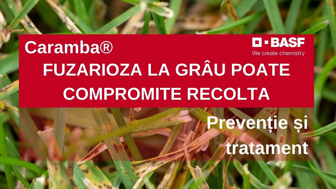Fuzarioza la Grau - Cand si Cum se Aplica Eficient un Fungicid