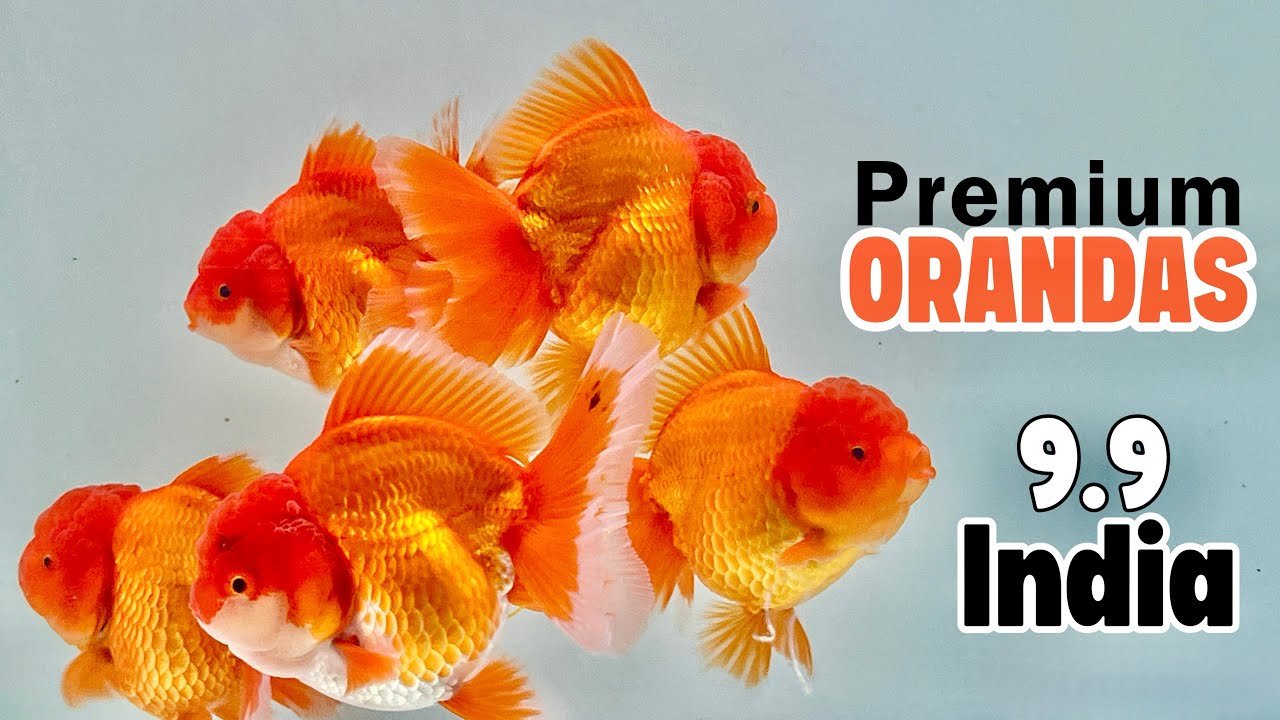 Premium Oranda Goldfish at 9.9 India Fish Aquarium Mumbai 