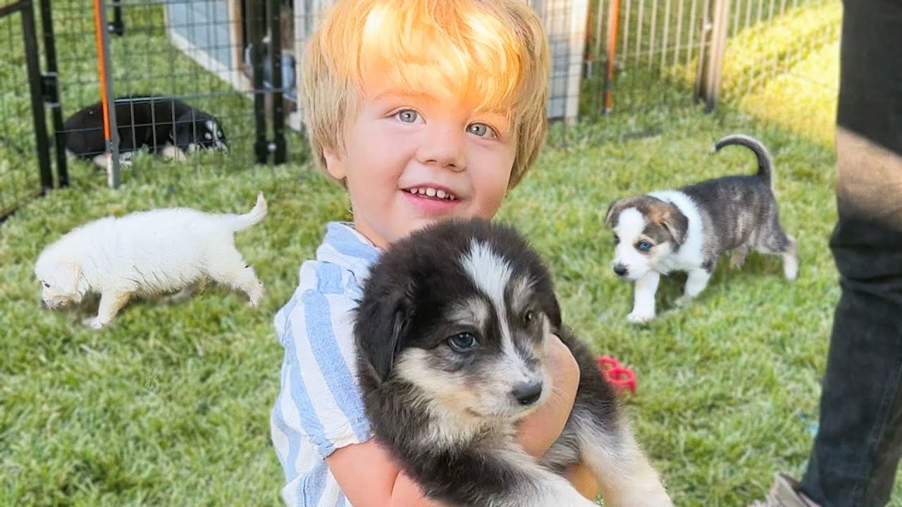Flynn and Colleen Pick A Husky Puppy!