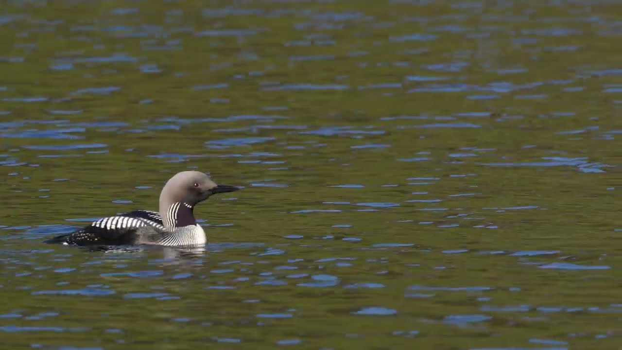 Storlom (Gavia arctica)  Arctic Loon