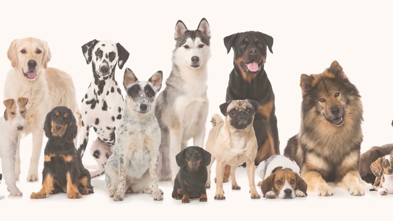 Der Hund &ndash; ein S&auml;ugetier einfach erkl&auml;rt | sofatutor